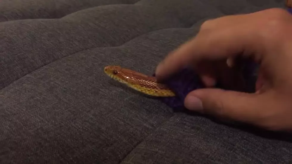 This Corn Snake’s Aunt Knitted Him a Sweater for Christmas