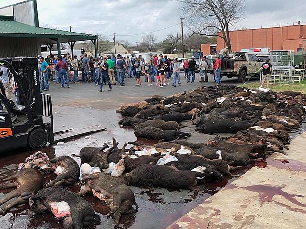 Feral Hogs Stacked Up at Belton Feed Sunday