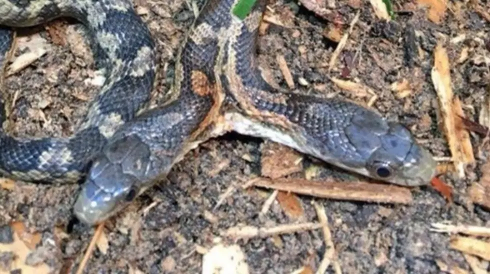 Two-Headed Snake on Display at Cameron Park Zoo