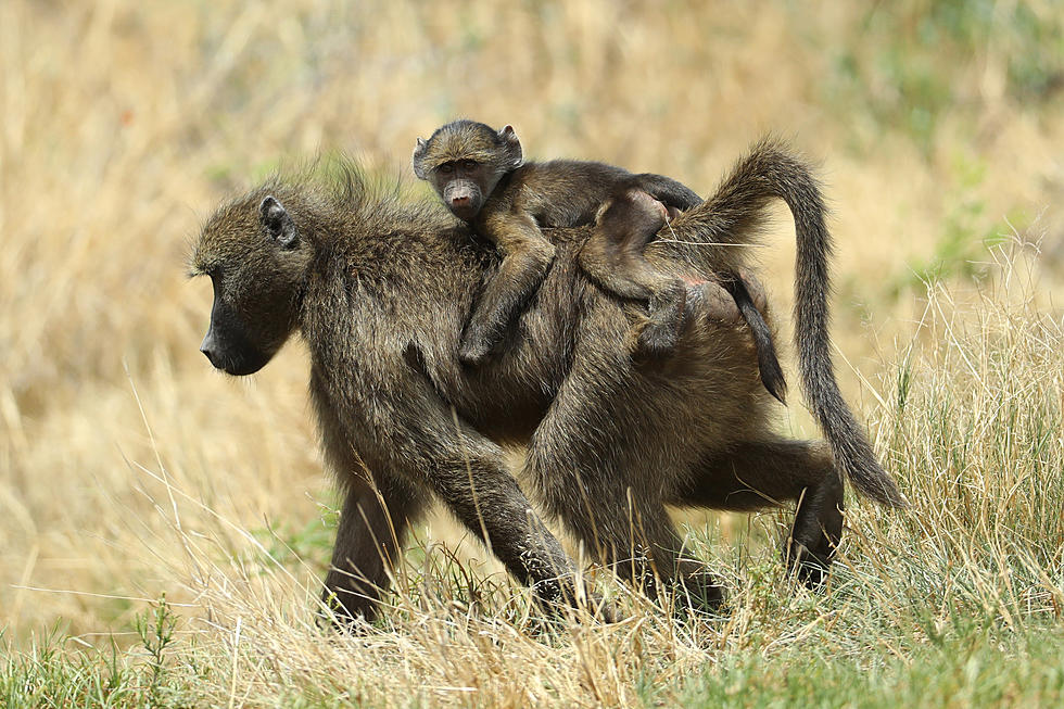 4 Baboons Escaped from a San Antonio Medical Research Center Saturday