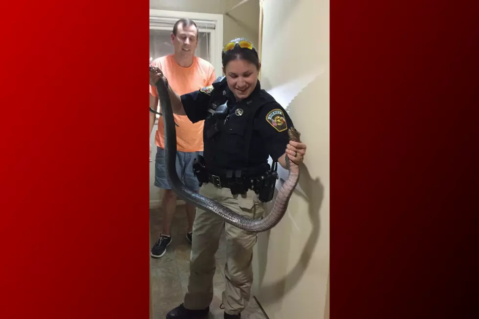 Texas Deputy Removes Giant Snake From Vanity in Bee County