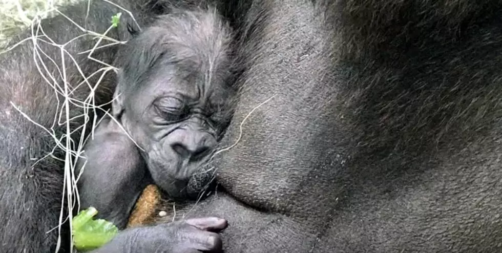 Dallas Zoo Welcomes First Baby Gorilla in 20 Years