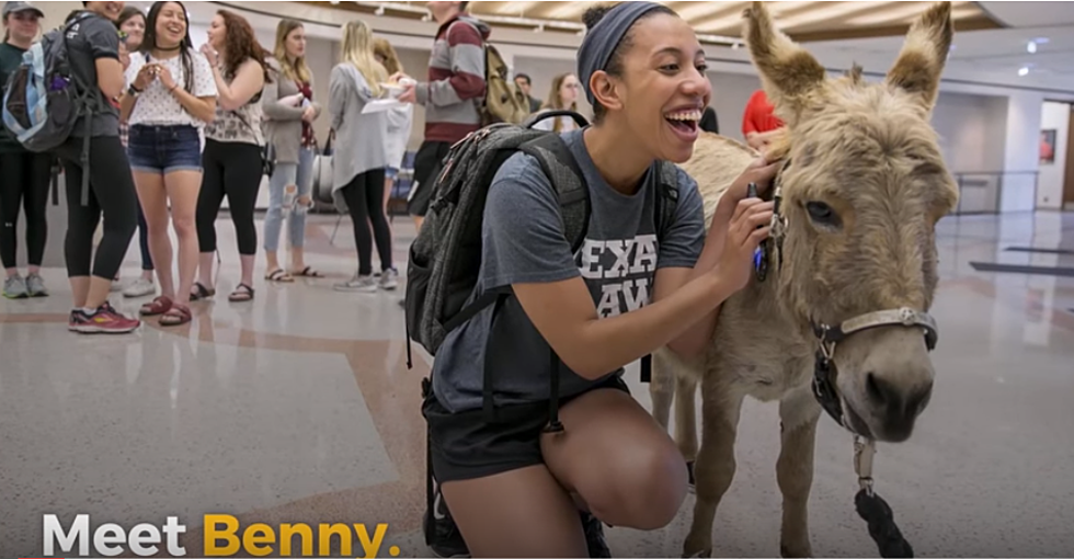 TAMU SA Students Adopt Donkeys as Campus Mascots