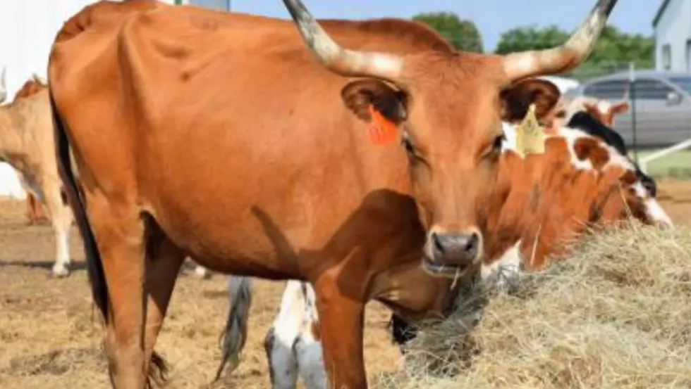 Adopt Heifers, Bulls, Cows, or Calfs Seized in Hill County