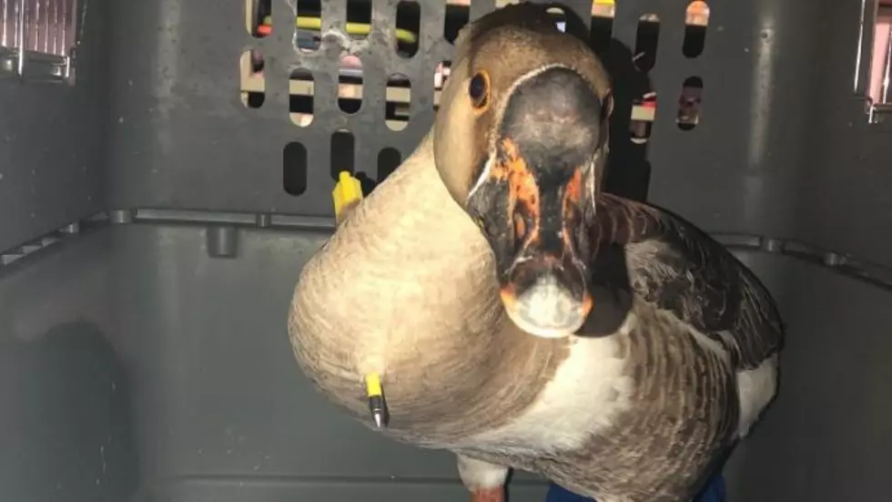 Waco Goose Saved After Being Shot with Crossbow