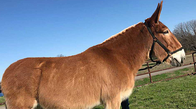 Fort Hood Mule Needs a Forever Home​