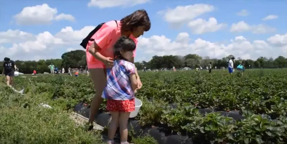 Fresh Strawberry Picking at Froberg’s Farm