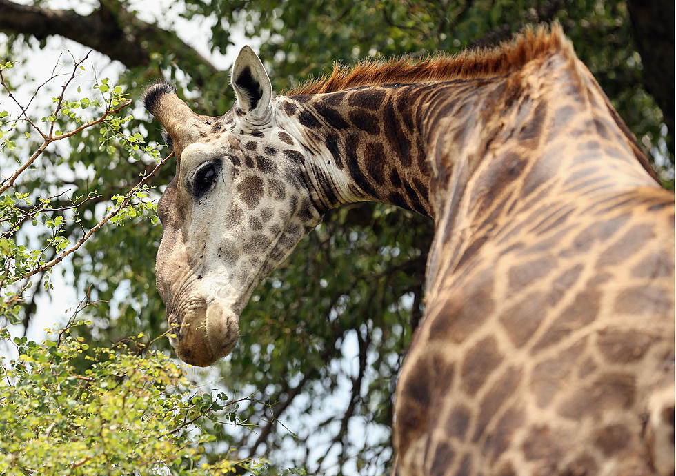 Aggieland Adventure Zoo and Safari Park Opens May 9th