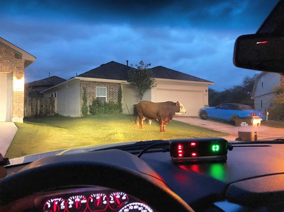 Bexar County Police Find Giant Bovine Wandering Neighborhood