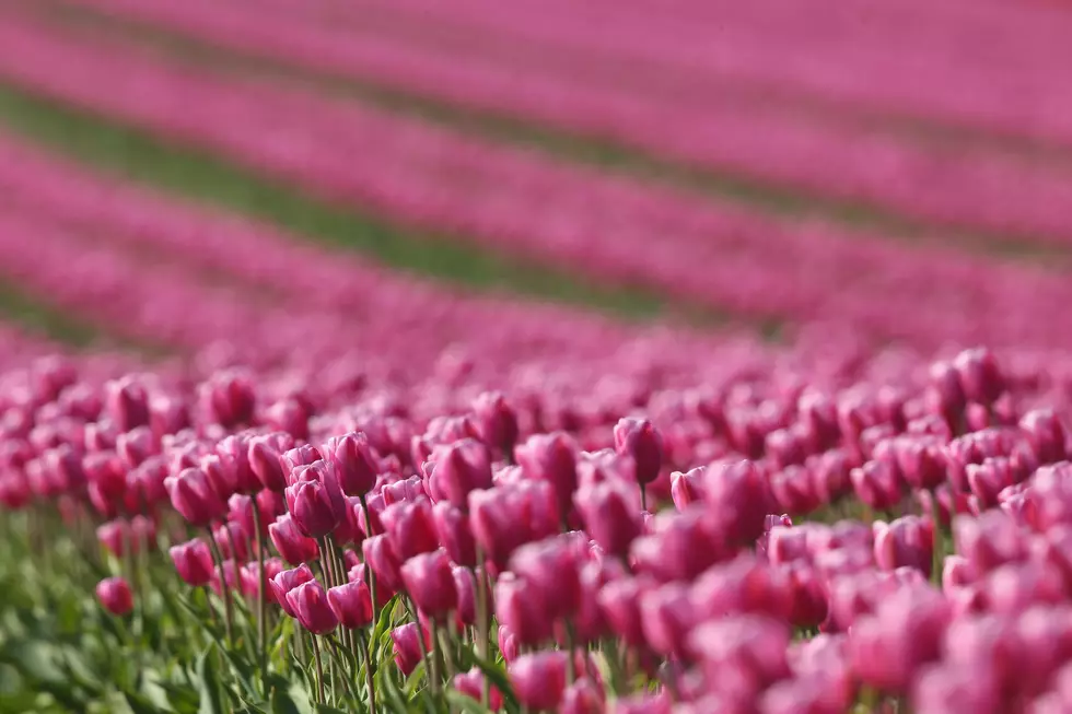 New Tulip Farm Set To Open In February