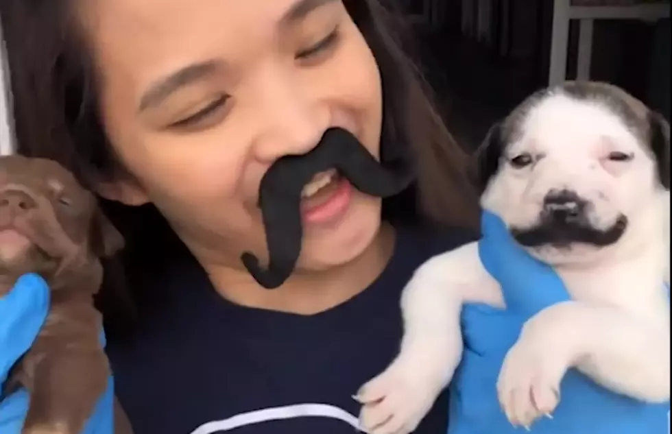 “Mustache” Dog From Texas Winning America’s Heart
