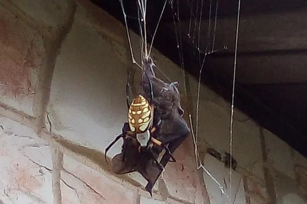 South Texas Bat Caught In Huge Spider&#8217;s Web