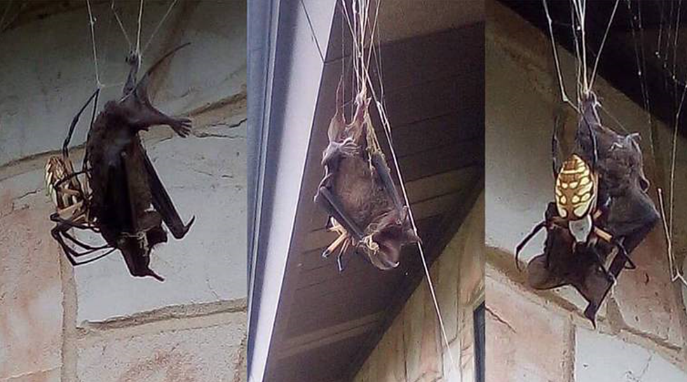 South Texas Bat Caught In Huge Spider's Web 