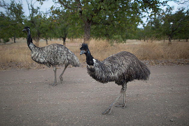 Naughty Emus Not Allowed Back At Favorite Bar