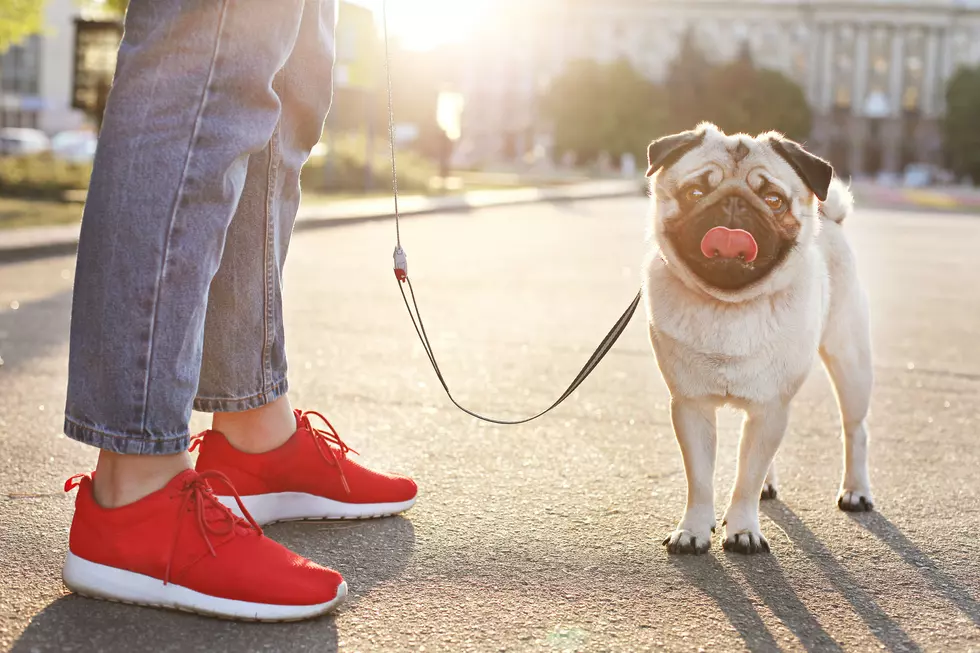 Dog Owners Should Walk Their Dog Twice Daily, Says Possible New German Law
