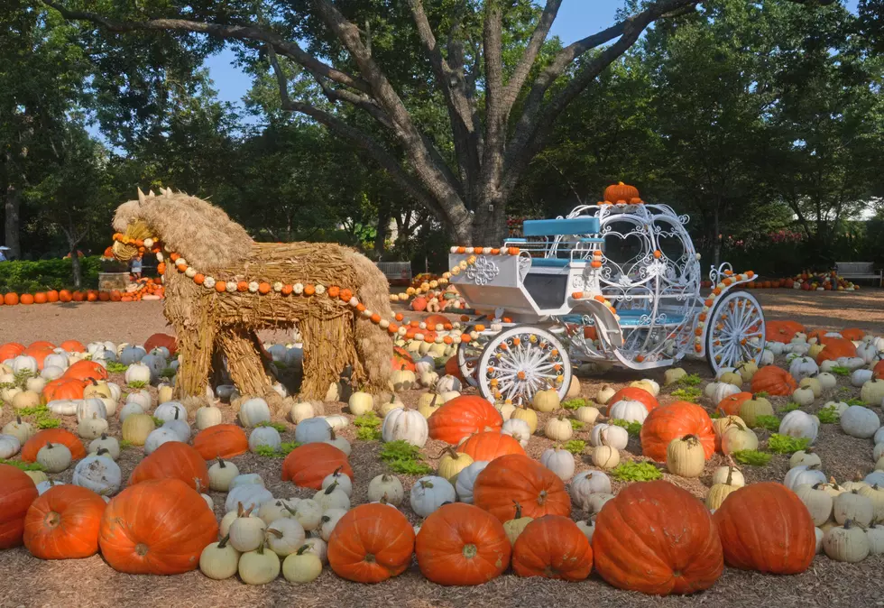 Autumn at the Arboretum in Dallas is Amazing