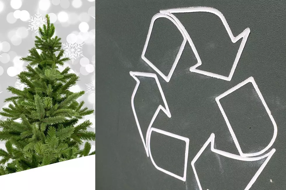 Temple Offering Christmas Tree Disposal and Cooking Grease Recycling