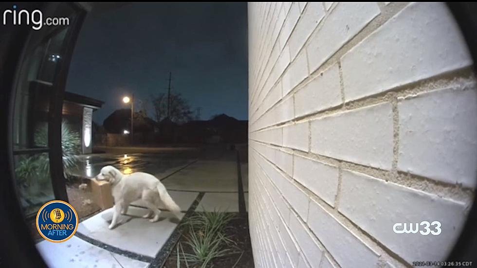 WATCH: Dallas Pup Pilfers Package from Porch