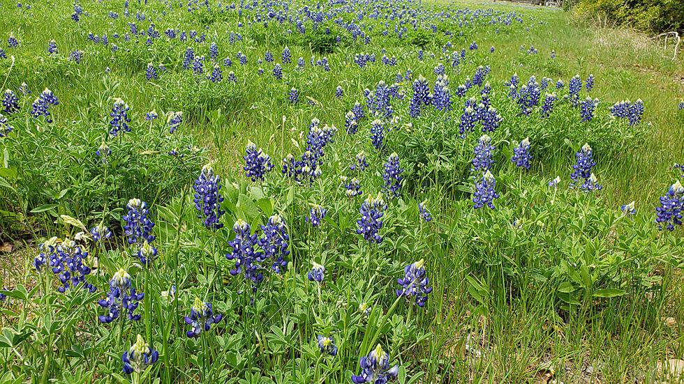 Temple’s Pepper Creek Trail a Nice Place for Bluebonnet Pictures