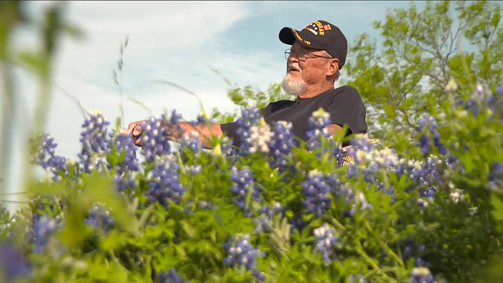 Texas Families Invited to Take Bluebonnet Pics in Veteran’s Beautiful Field