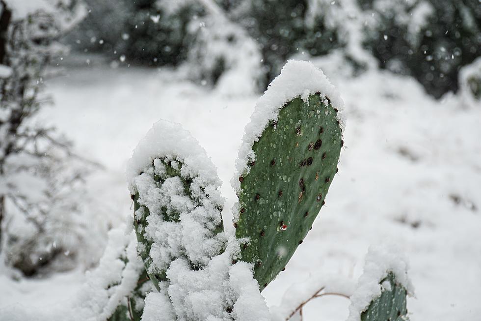 Wow, Real Seasons Have Actually Been A Thing In Central Texas for 2020-2021