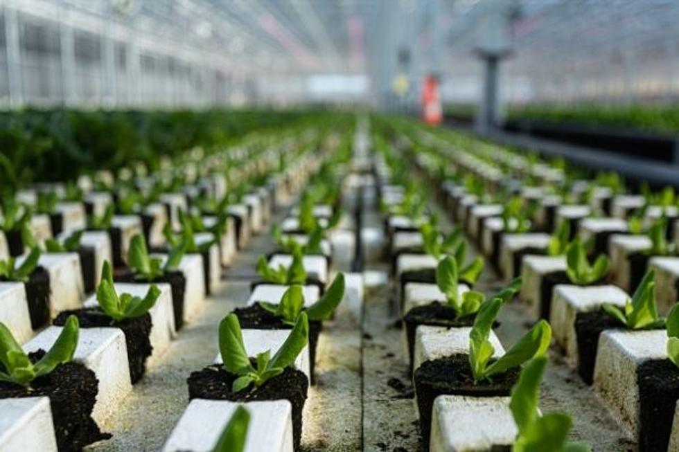 New Lettuce Plant Will Have Roots in Temple as Company Expands