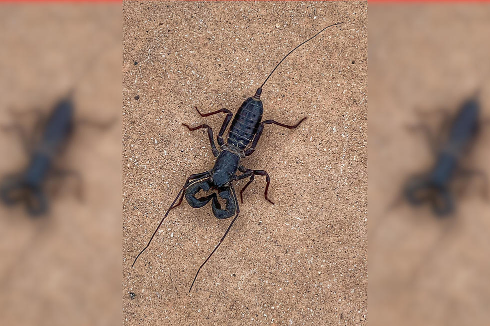 Great, Now Texas Has Acid-Shooting Spider-Scorpions to Deal With