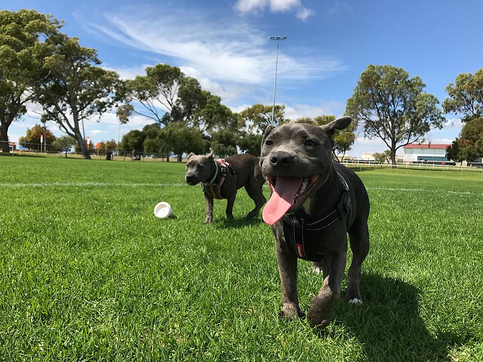 Ruff Results: Texas Ranks Low on List for Best Dog Parks