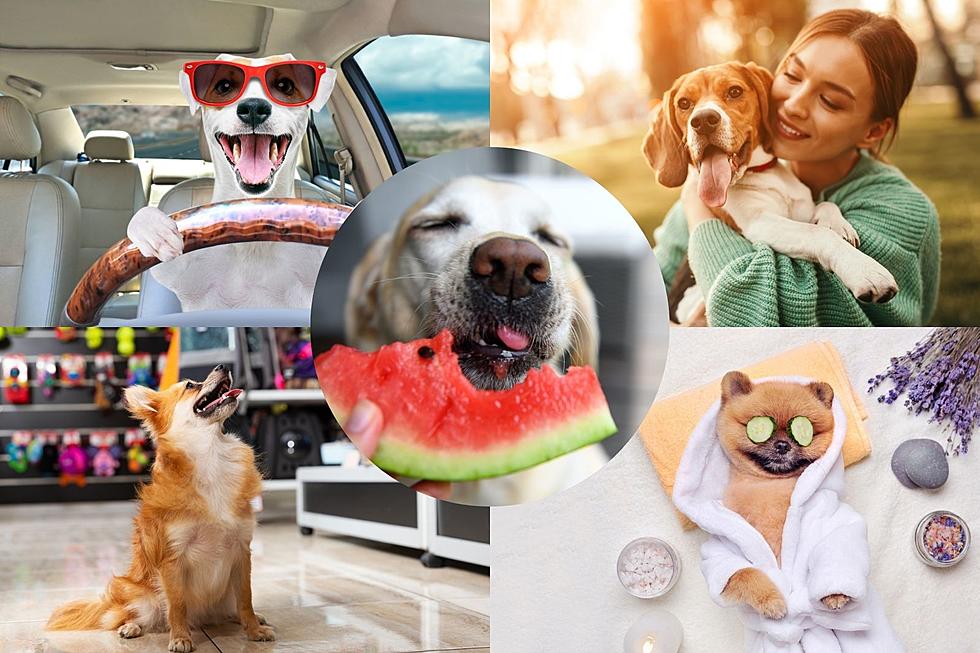 GOOD BOY: 10 Best Ways to Spoil Your Dog on National Dog Day