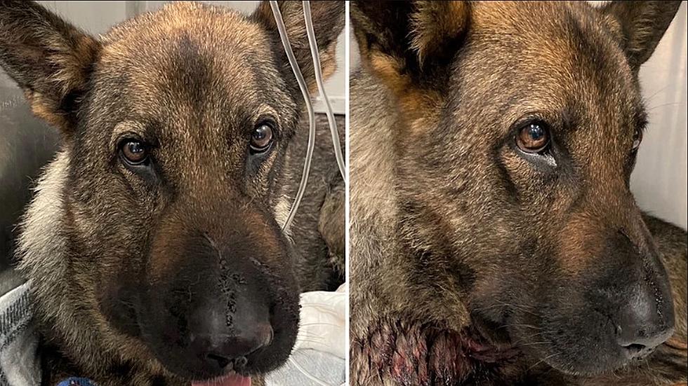 Sending Get Well Soon Wishes to This Brave Woodway K9 Who Was Bit!