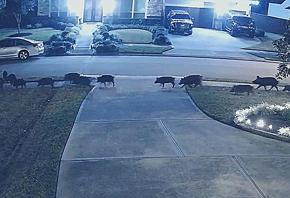Wild hogs In Killeen & Temple? Watch out! They May Be Heading Our Way