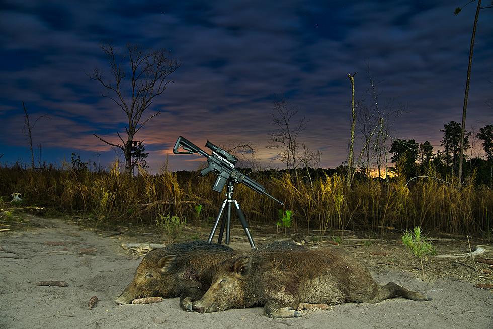 The Central Texas Feral Hog Task Force Offering Bounties in 2 Texas Counties