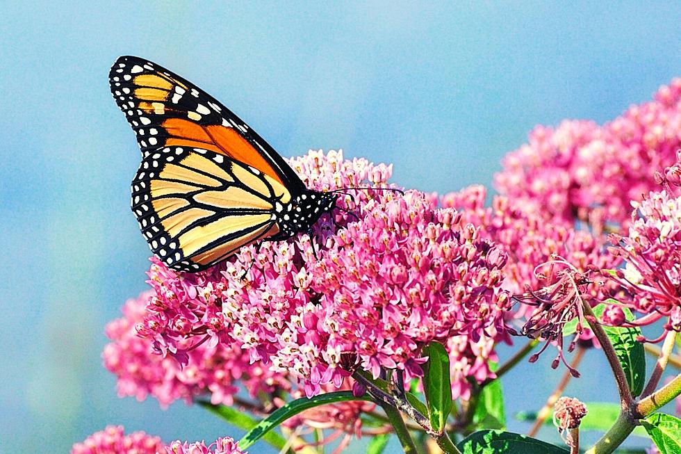 How Terroristic Threats Shut Down a Texas Butterfly Sanctuary