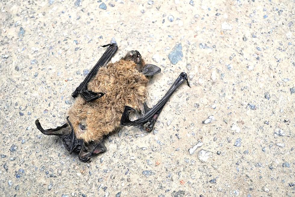 Heads Up! Copperas Cove School Finds Dead Bat With Rabies on Campus