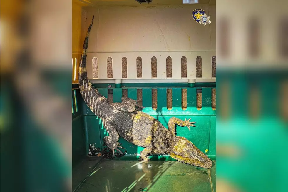 Head West, Young Alligator: Animal Found Under Car in Texas RV Park