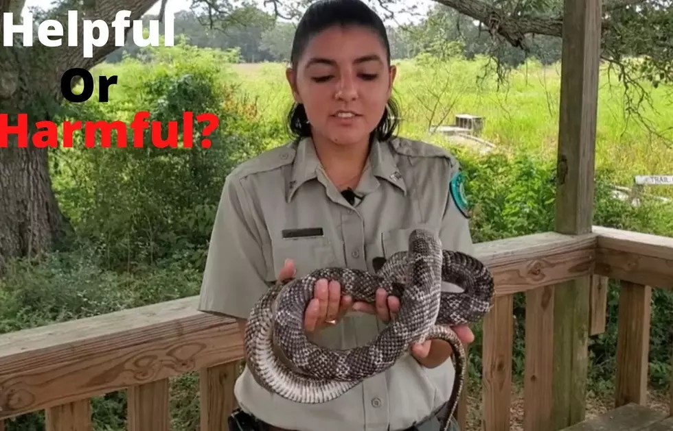 Helpful Slithering: Which Snakes Could Help or Harm in Texas?
