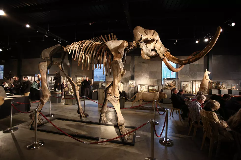 Texas Company Wants to Bring Back What Extinct Animal?