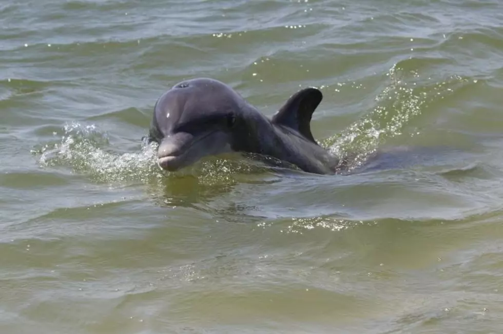 Why Is NOAA Warning Texans Not to Pet This Dolphin?