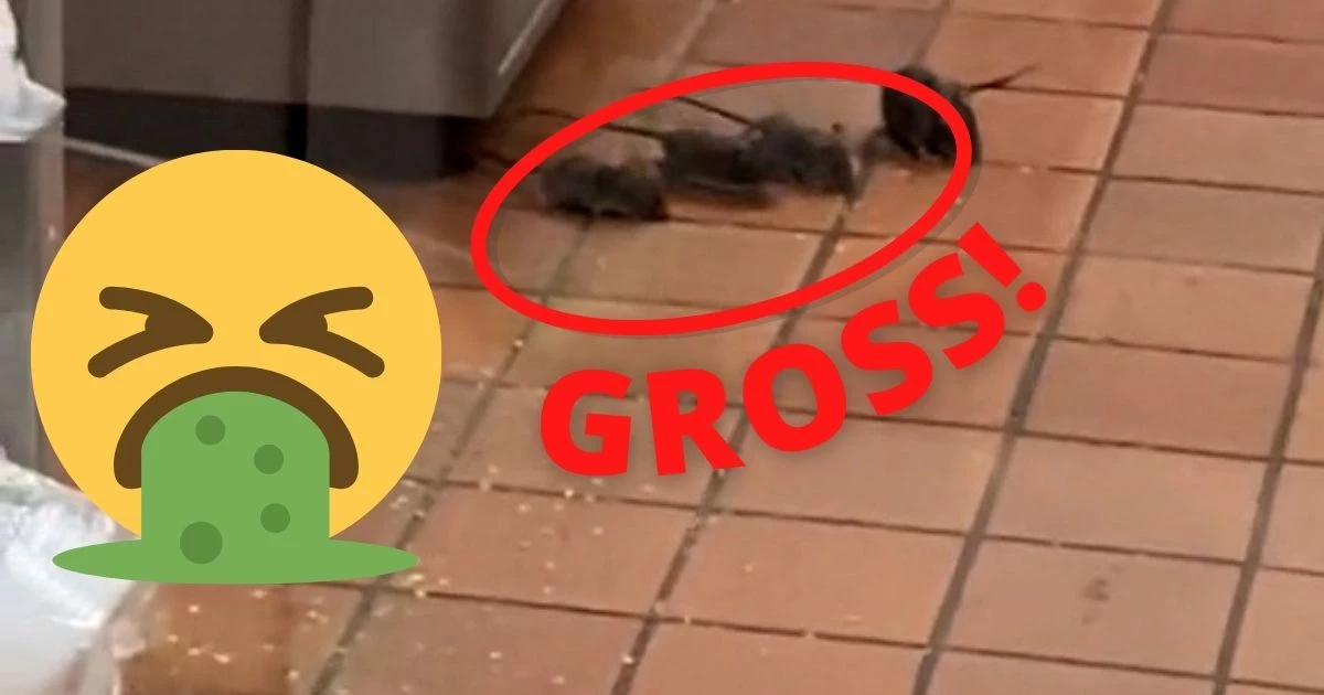 Oh My God! Viral TikTok Video of Rats Invading Texas Taco Cabana