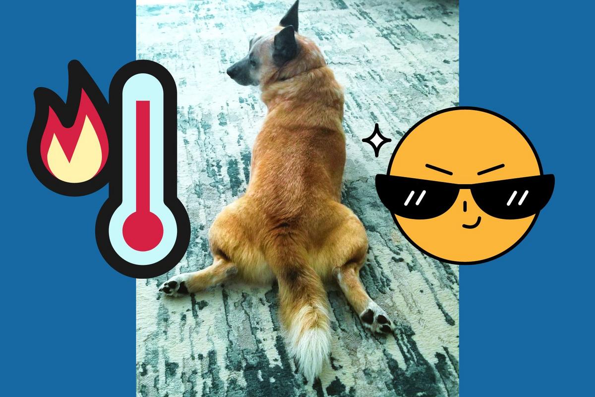 Splooting Heat What Does ‘Splooting’ Mean, and How Does It Cool You Down?