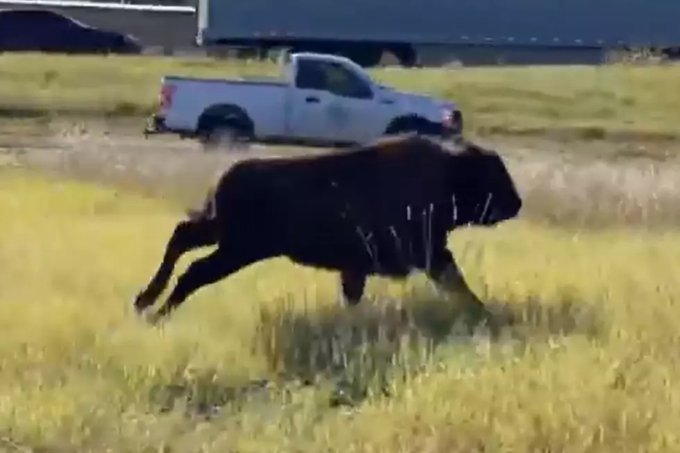 Yes, That Was a Bison Running Around Loose in Belton, Texas