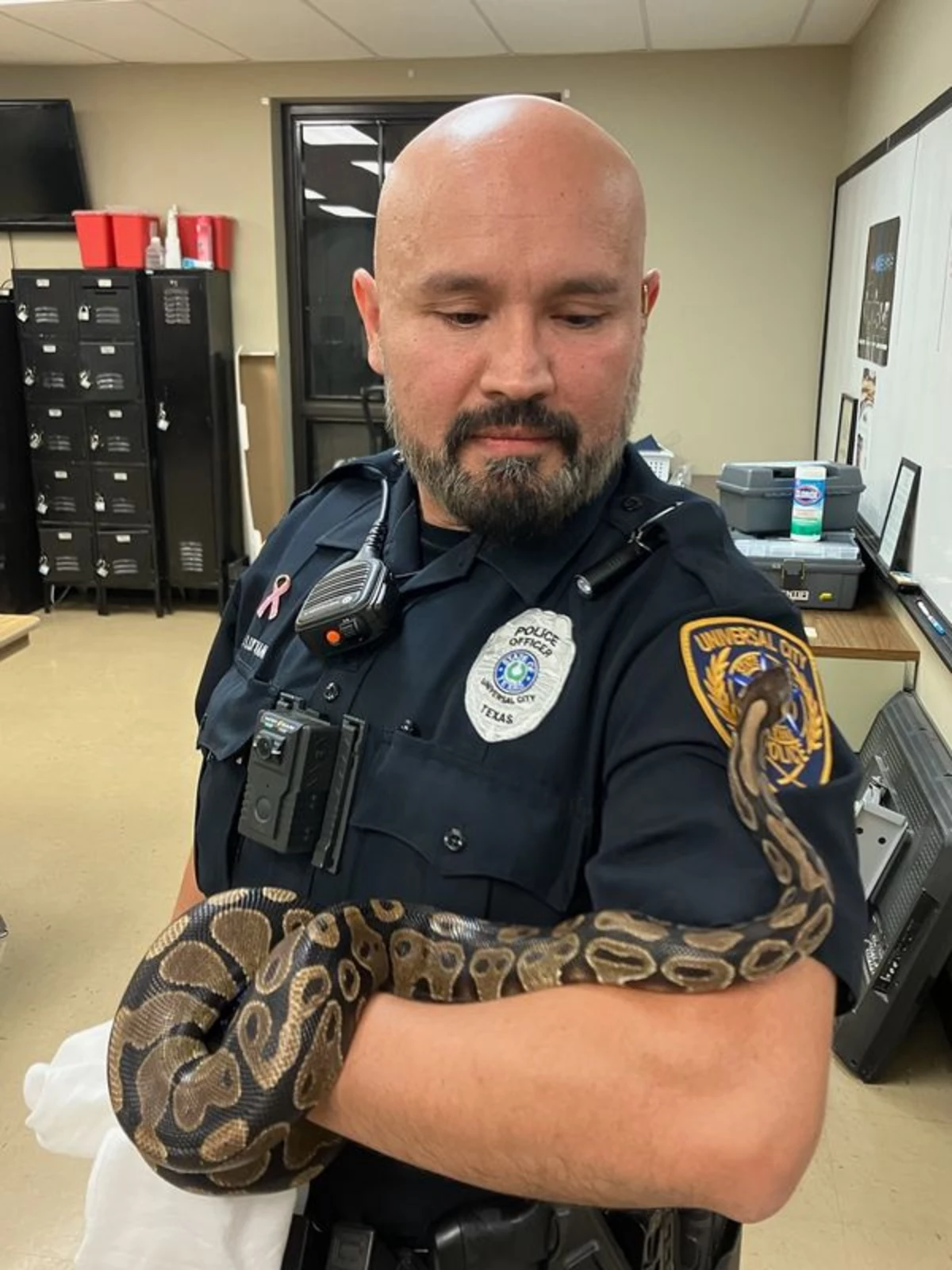 Snakes R Us: Arlington police don't play around with ball python found near  toy store