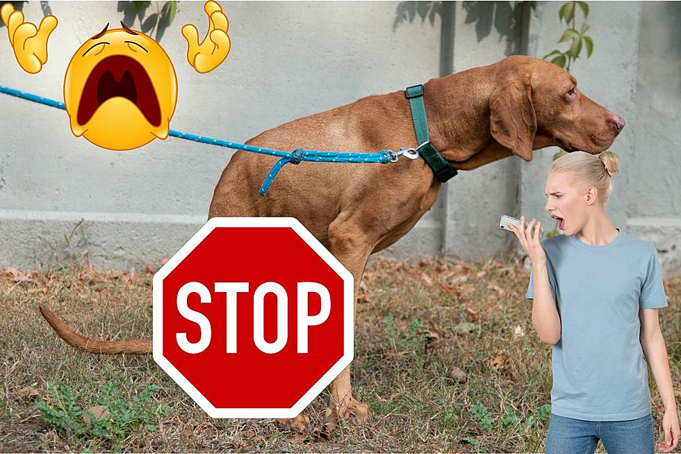 Don&#8217;t Doo It! Is It Illegal To Not Pick Up After Your Pets In Texas?