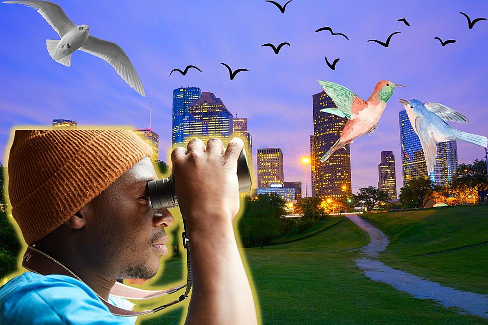 Caw Caw! Houston, Texas Flies High On List For Best Birdwatching