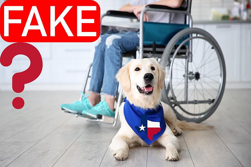 Faking A Service Animal In Texas Could Land You In Hot Water