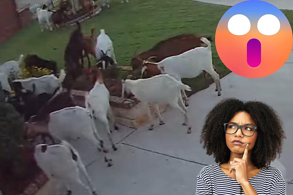 What in the Baa? When Did Goats Invade A McKinney, Texas Neighborhood?