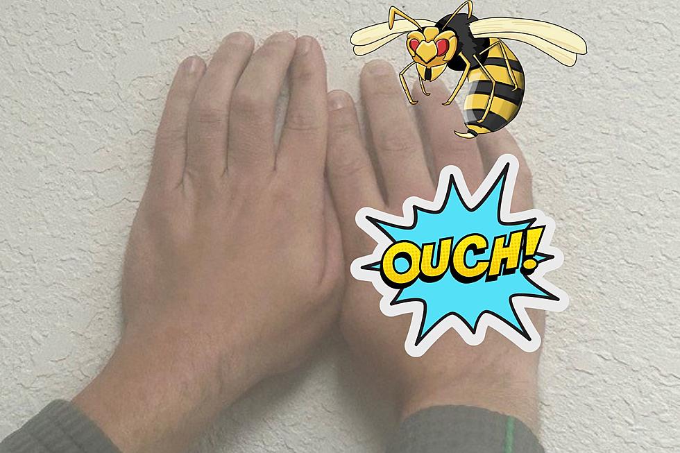 Caught Red Handed, How To Exile Wasps In Texas
