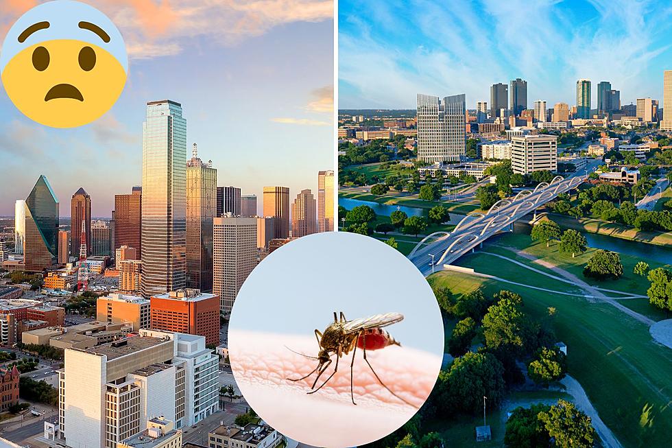 Two Texas Cities Are The Worst For The Number One Deadliest Insect