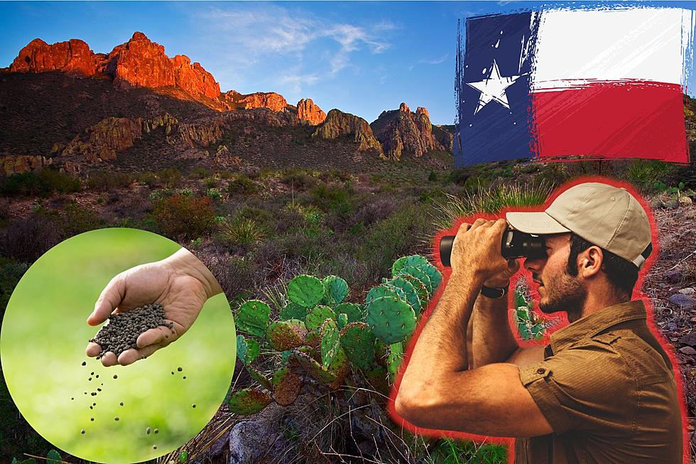 Don’t Touch! Is It Legal To Take Home Items From Texas State Parks?