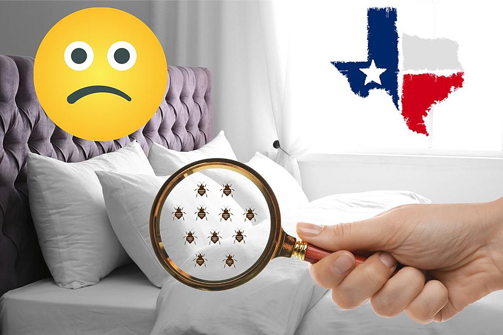 New Study: Two Texas Cities Exposed For Worst Bed Bugs